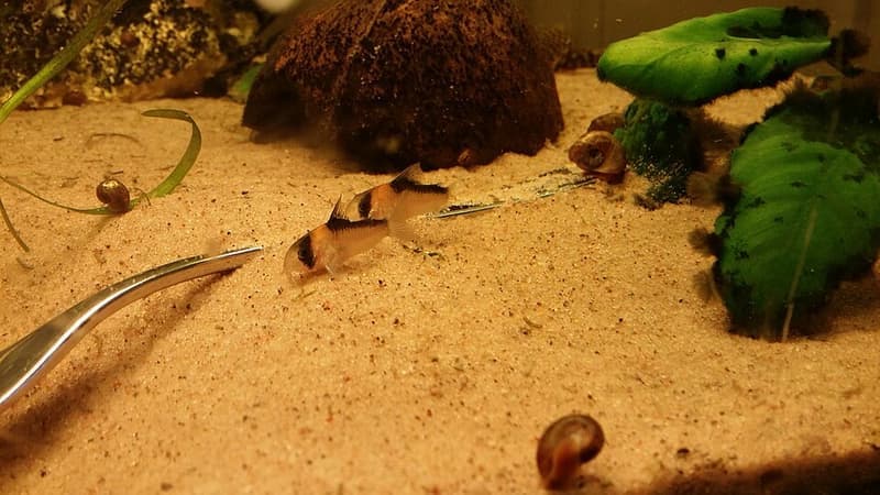 Adolf's Cory (Corydoras adolfoi) — photo 1 of 2