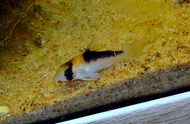 Adolf's Cory (Corydoras adolfoi) — photo 2 of 2