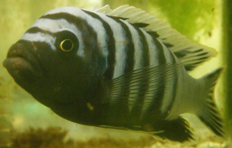 Afra Cichlid (Cynotilapia afra) — photo 1 of 2