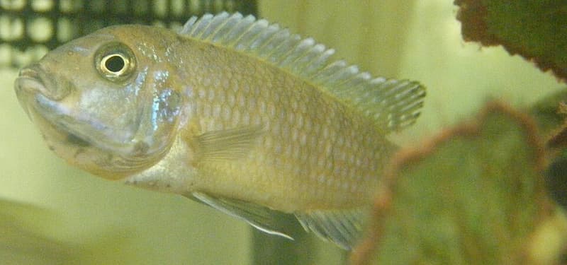Afra Cichlid (Cynotilapia afra) — photo 2 of 2