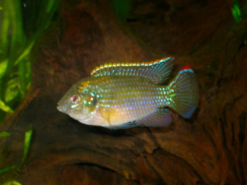 African Butterfly Cichlid (Anomalochromis thomasi) — photo 1 of 4
