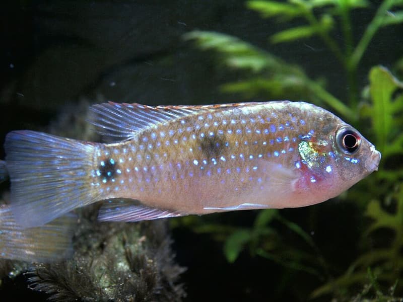 African Butterfly Cichlid (Anomalochromis thomasi) — photo 2 of 4