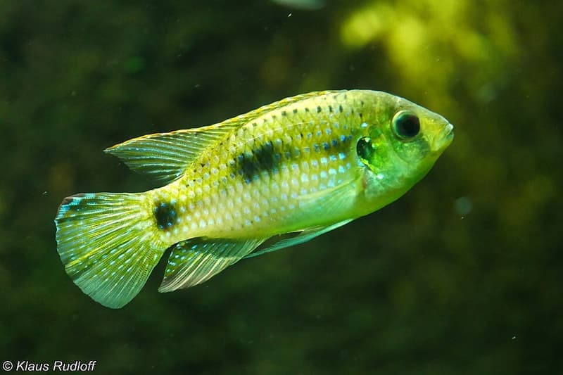 African Butterfly Cichlid (Anomalochromis thomasi) — photo 3 of 4