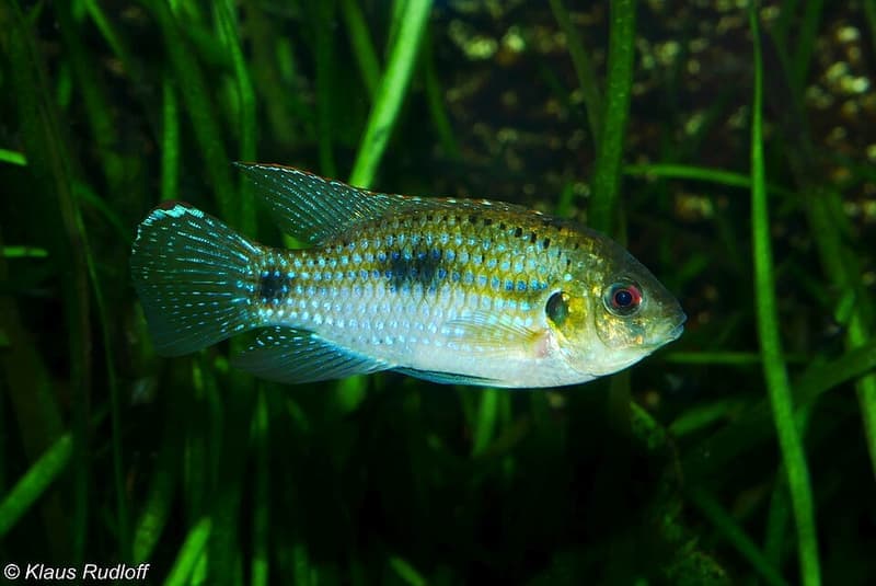 African Butterfly Cichlid (Anomalochromis thomasi) — photo 4 of 4