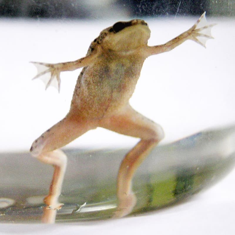 African Dwarf Frog (Hymenochirus boettgeri) — photo 2 of 5