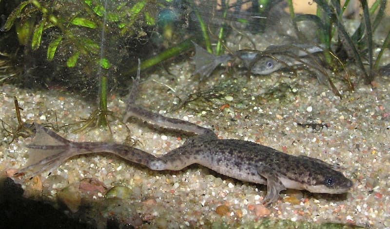African Dwarf Frog (Hymenochirus boettgeri) — photo 3 of 5