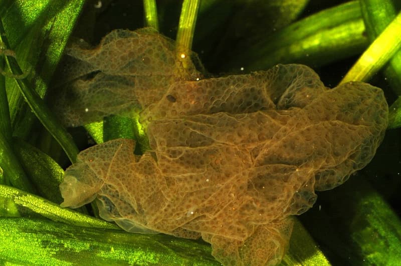African Dwarf Frog (Hymenochirus boettgeri) — photo 4 of 5