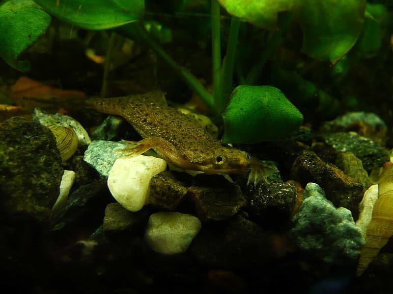 African Dwarf Frog (Hymenochirus boettgeri) — photo 5 of 5