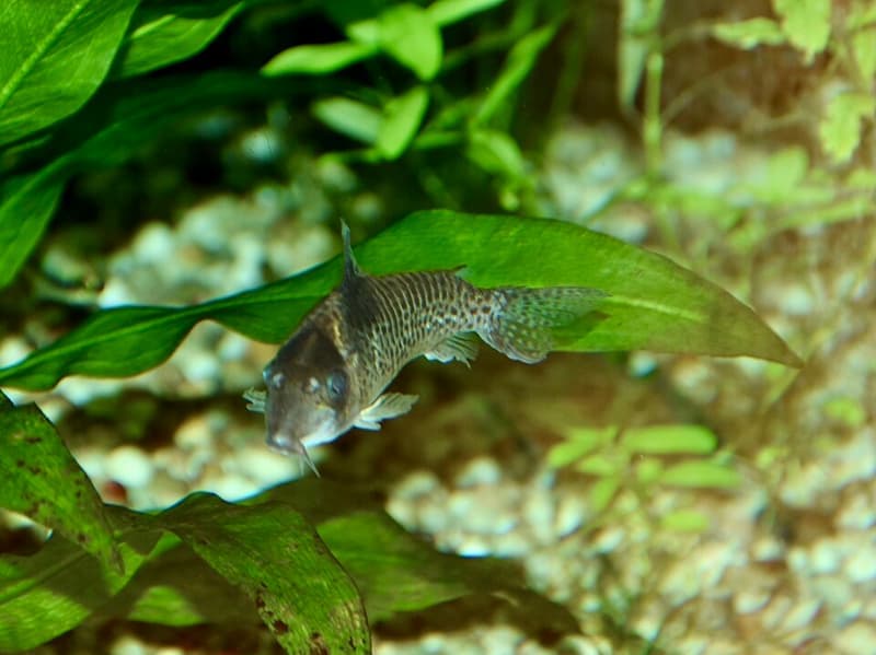 Agassiz's Corydoras (Corydoras agassizii) — photo 1 of 1