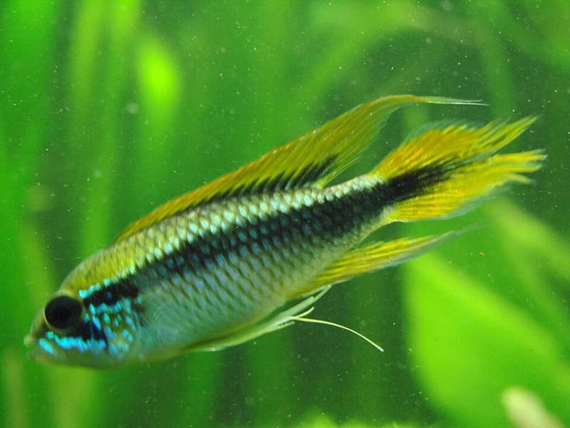 Agassiz's Dwarf Cichlid (Apistogramma agassizii) — photo 1 of 5