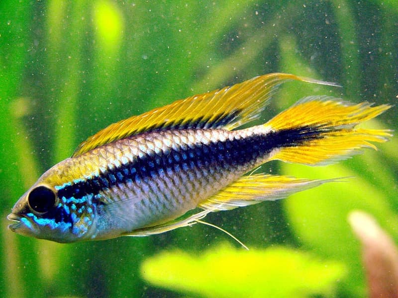 Agassiz's Dwarf Cichlid (Apistogramma agassizii) — photo 2 of 5