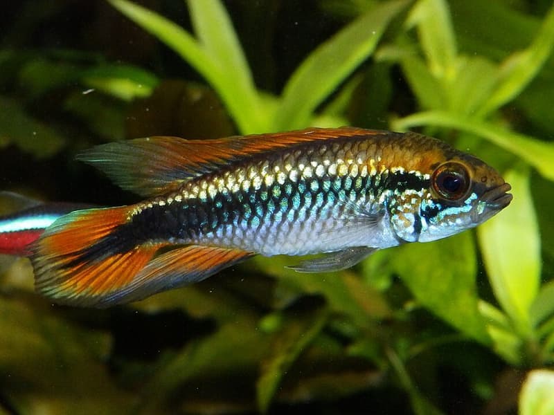 Agassiz's Dwarf Cichlid (Apistogramma agassizii) — photo 3 of 5