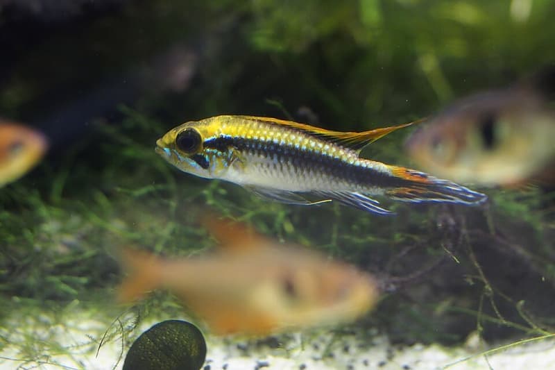 Agassiz's Dwarf Cichlid (Apistogramma agassizii) — photo 4 of 5