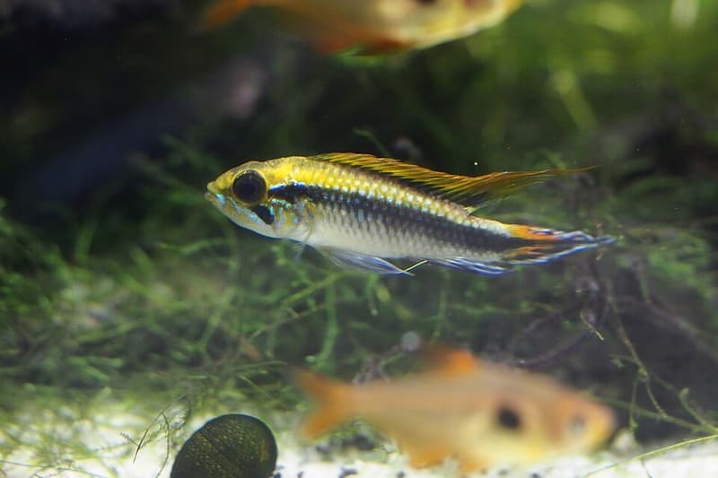Agassiz's Dwarf Cichlid (Apistogramma agassizii) — photo 5 of 5