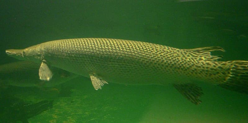 Alligator Gar (Atractosteus spatula) — photo 1 of 5