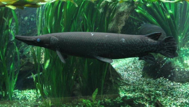 Alligator Gar (Atractosteus spatula) — photo 2 of 5