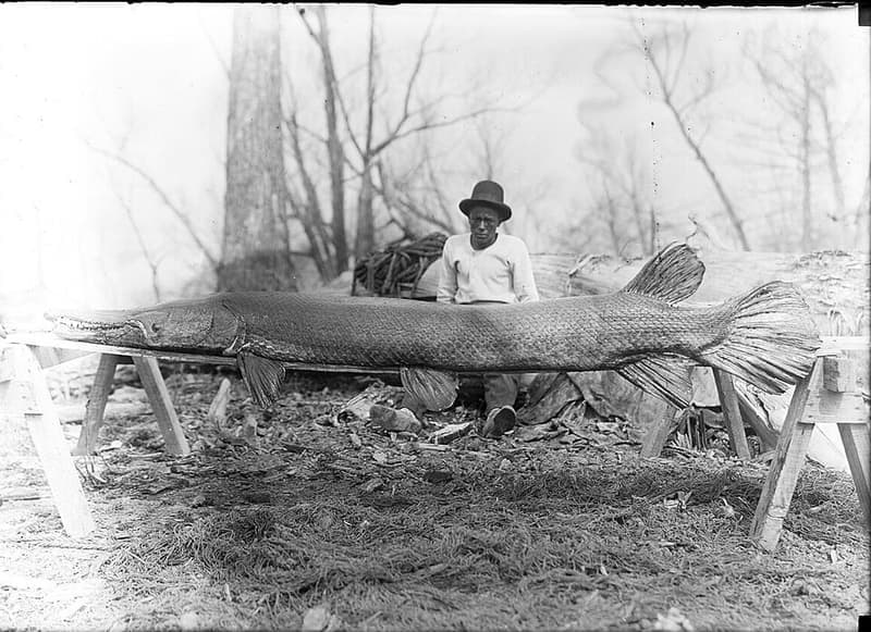 Alligator Gar (Atractosteus spatula) — photo 3 of 5