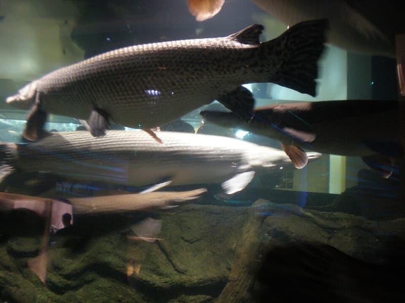 Alligator Gar (Atractosteus spatula) — photo 4 of 5