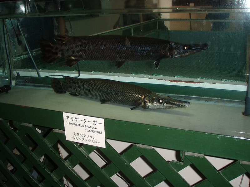 Alligator Gar (Atractosteus spatula) — photo 5 of 5