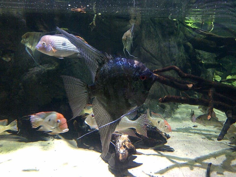 Altifrons Geophagus (Geophagus altifrons) — photo 1 of 5