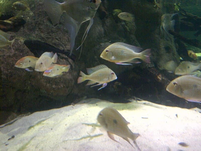 Altifrons Geophagus (Geophagus altifrons) — photo 2 of 5