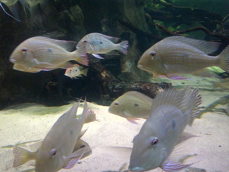 Altifrons Geophagus (Geophagus altifrons) — photo 3 of 5