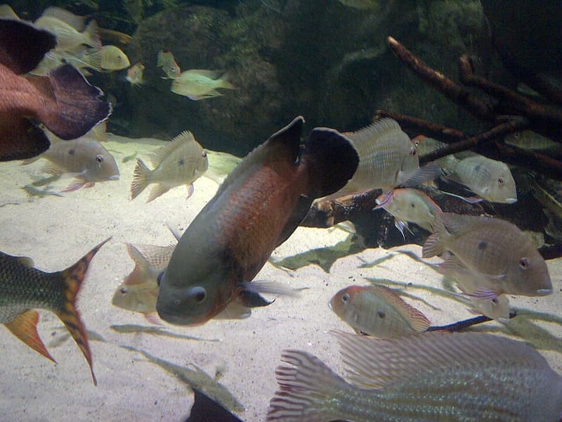 Altifrons Geophagus (Geophagus altifrons) — photo 4 of 5