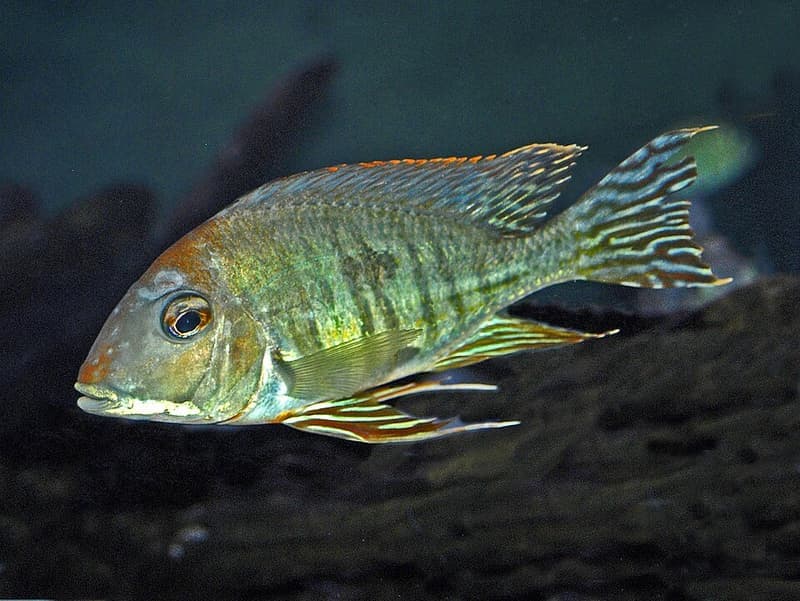 Altifrons Geophagus (Geophagus altifrons) — photo 5 of 5