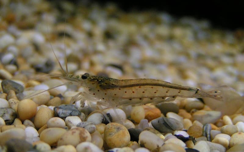 Amano Shrimp (Caridina multidentata) — photo 1 of 5