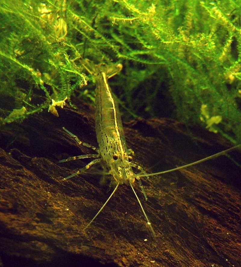 Amano Shrimp (Caridina multidentata) — photo 2 of 5