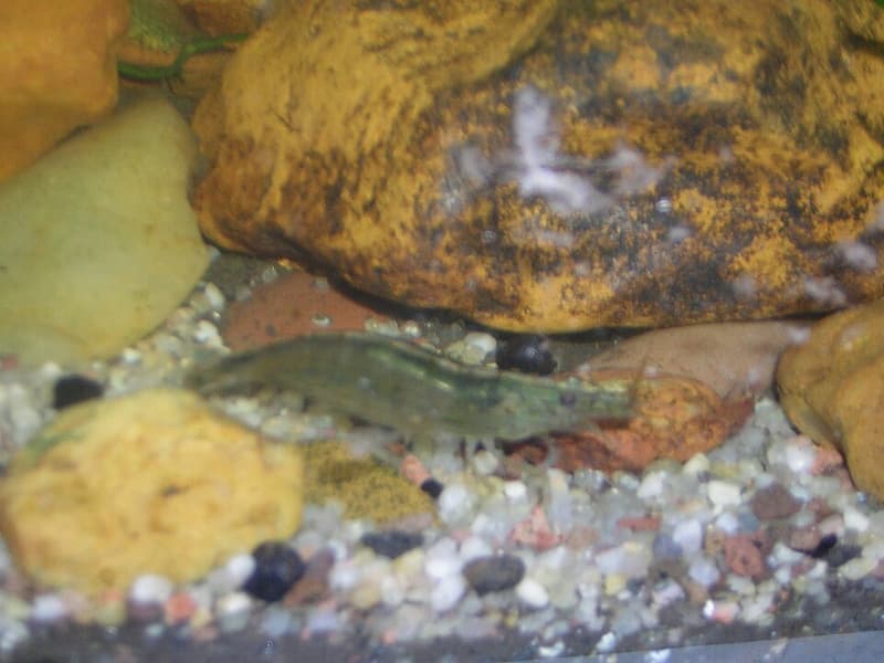 Amano Shrimp (Caridina multidentata) — photo 3 of 5