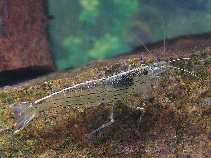 Amano Shrimp (Caridina multidentata) — photo 4 of 5