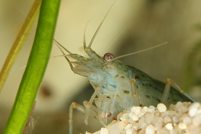 Amano Shrimp (Caridina multidentata) — photo 5 of 5