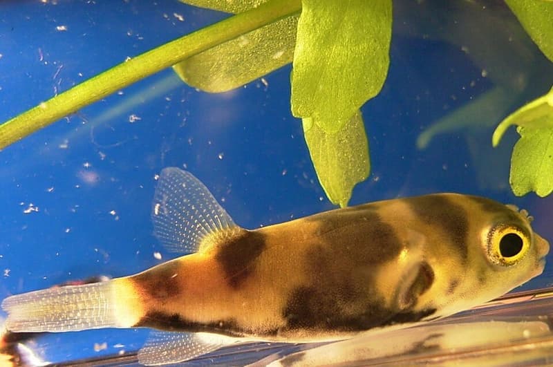 Amazon Puffer (Colomesus asellus) — photo 1 of 2