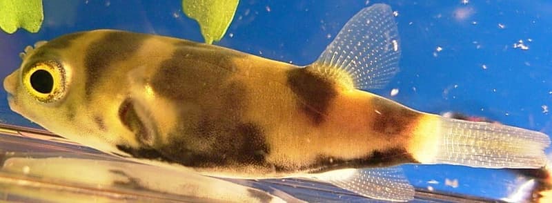Amazon Puffer (Colomesus asellus) — photo 2 of 2