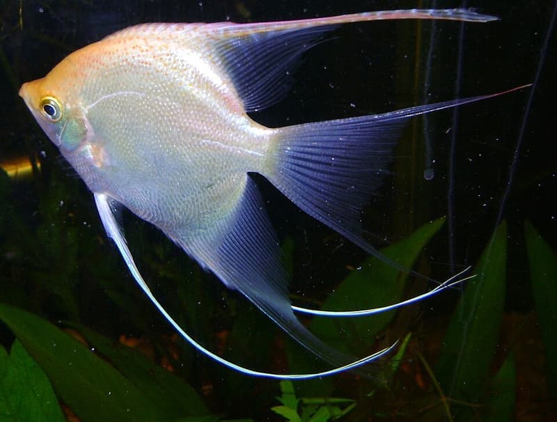 Angelfish (Pterophyllum scalare) — photo 1 of 5