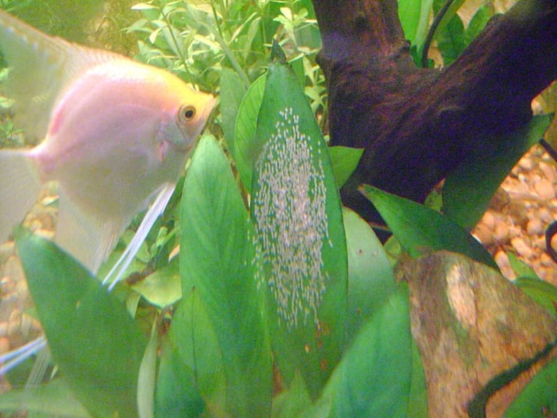 Angelfish (Pterophyllum scalare) — photo 2 of 5