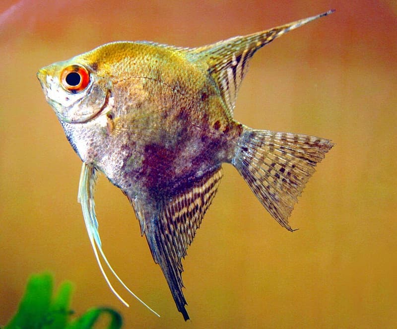 Angelfish (Pterophyllum scalare) — photo 3 of 5
