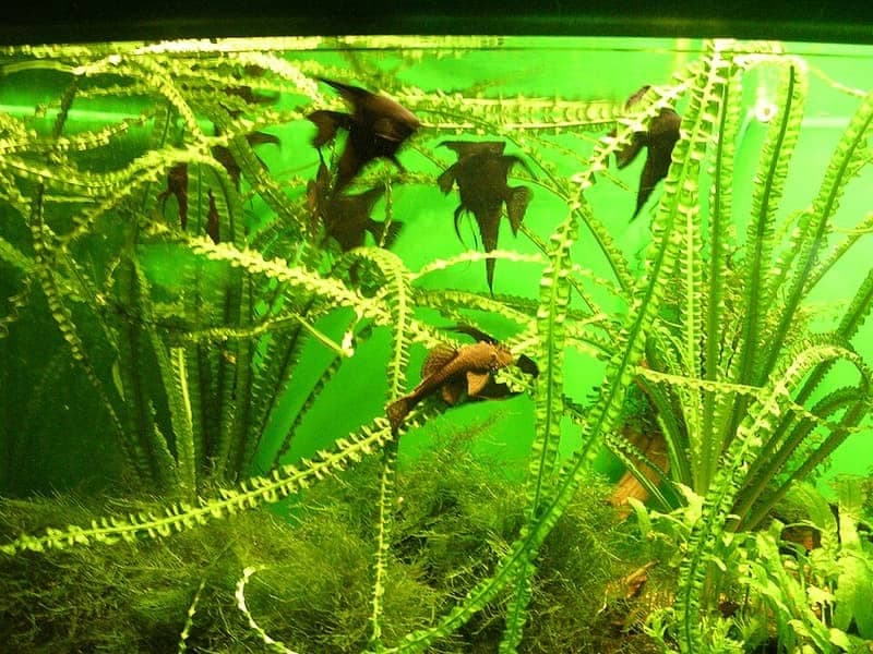 Angelfish (Pterophyllum scalare) — photo 4 of 5
