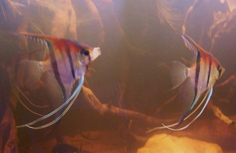 Angelfish (Pterophyllum scalare) — photo 5 of 5