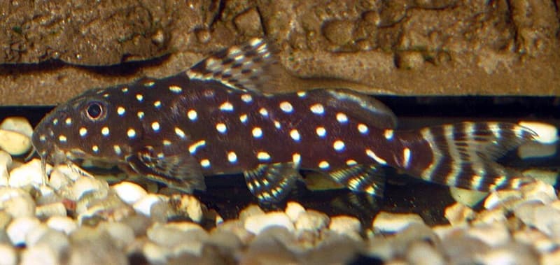 Angelicus Synodontis (Synodontis angelicus) — photo 1 of 2