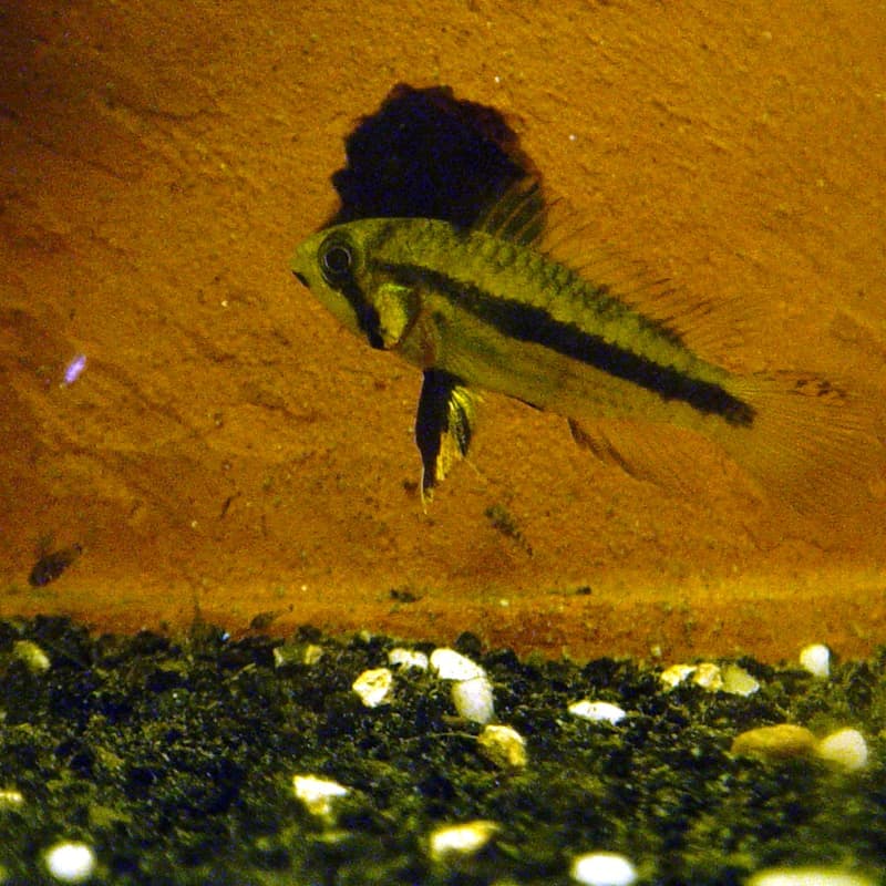 Cockatoo Dwarf Cichlid (Apistogramma cacatuoides) — photo 1 of 5