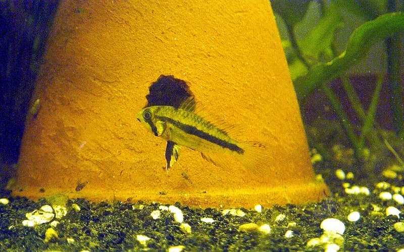 Cockatoo Dwarf Cichlid (Apistogramma cacatuoides) — photo 2 of 5