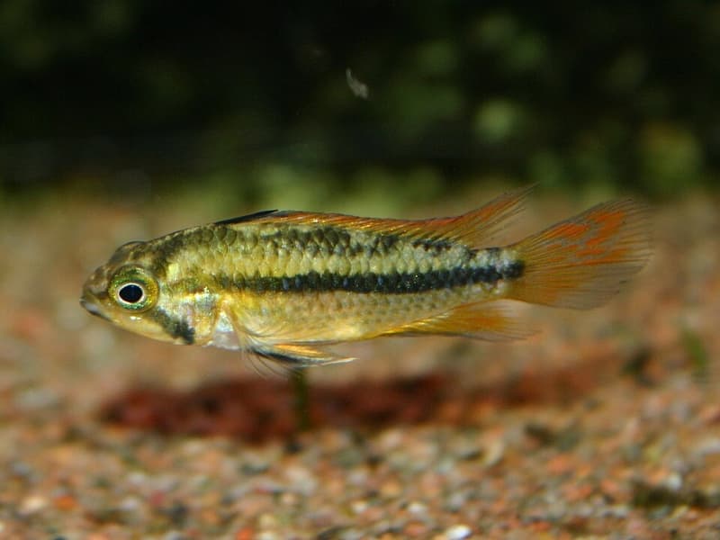Cockatoo Dwarf Cichlid (Apistogramma cacatuoides) — photo 3 of 5
