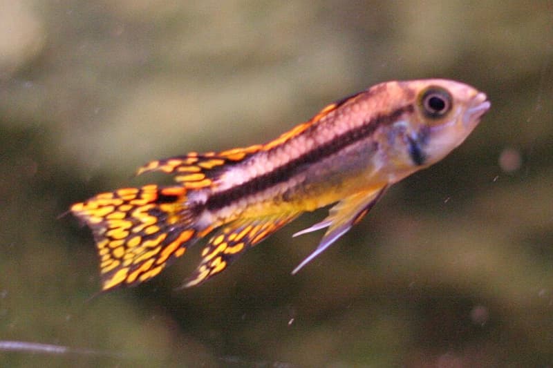 Cockatoo Dwarf Cichlid (Apistogramma cacatuoides) — photo 4 of 5