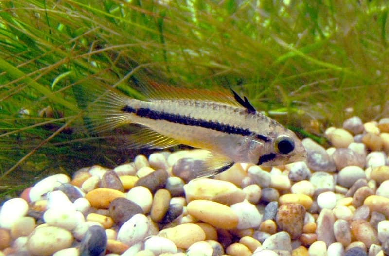 Cockatoo Dwarf Cichlid (Apistogramma cacatuoides) — photo 5 of 5