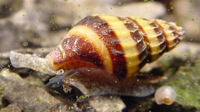 Assassin Snail (Clea helena) — photo 1 of 5