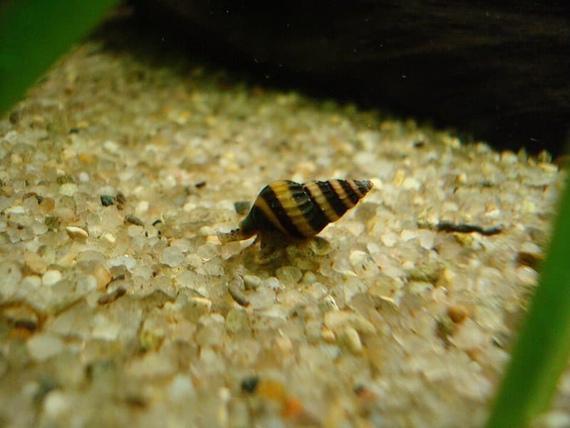 Assassin Snail (Clea helena) — photo 2 of 5