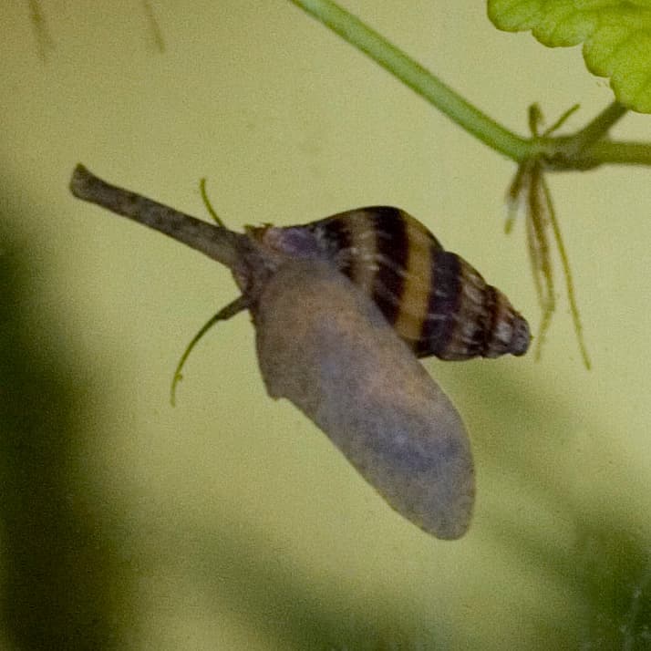Assassin Snail (Clea helena) — photo 3 of 5