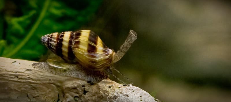 Assassin Snail (Clea helena) — photo 4 of 5